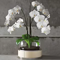 White Orchid Bonsai Potted Plants In Transparent Glass Vase With Green Leaves And Round Base