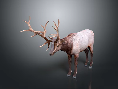 Deer With Large Antlers Grayish White And Brown Body On Gray Background 3d model
