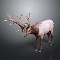 Deer With Large Antlers Grayish White And Brown Body On Gray Background