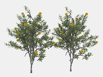 Two Trees with Slender Trunks Lush Green Leaves and Yellow Flowers 3d model