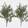 Two Trees with Slender Trunks Lush Green Leaves and Yellow Flowers