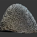 Aquatic Animal Brain Coral Featuring Intricate Patterns and Grayish White Surface in Marine Environment
