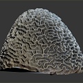 Modern Coral Red Coral White Coral Blue Coral 3d model