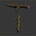 Natural Plant Branches with Green Moss on Brown Stems Against Dark Background