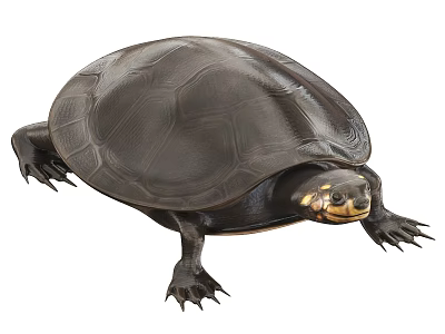 Black Reptile Turtle with Textured Shell Yellow Head Markings and Sharp Claws 3d model