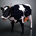Black And White Spotted Cow Standing On Gray Background With Realistic Details