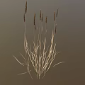 Ornamental Grass Plant With Slender Stems And Brown Spiked Tops For Decorative
