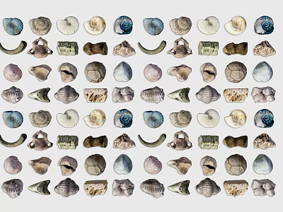 Modern Natural Plant Fossil Living Fossil Archaeological Toy Snail Fossil Animal Fossil Ornaments Toy 3d model