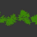 Row of Willow Trees with Weeping Branches and Lush Green Leaves