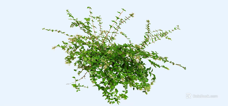 Lush Green Floral Plant Featuring Small White Flowers And Dense Branches 3d model 