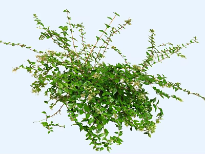 Lush Green Floral Plant Featuring Small White Flowers And Dense Branches 3d model