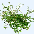 Lush Green Floral Plant Featuring Small White Flowers And Dense Branches