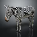 Black And White Striped Zebra Standing With Reflection On Dark Surface 3d model
