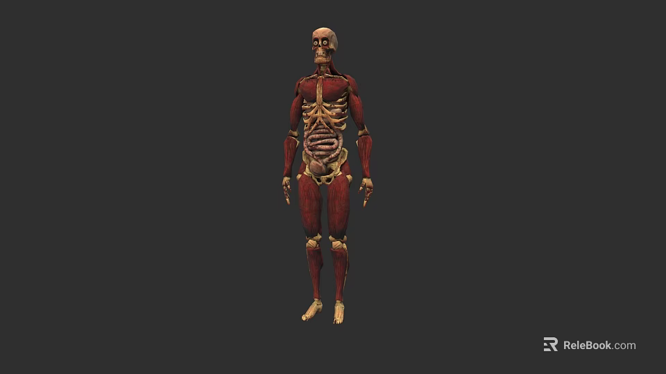 Detailed 3D Game and Film Character Model with Skeletal and Muscular Structure 3d model 