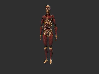 Detailed 3D Game and Film Character Model with Skeletal and Muscular Structure 3d model