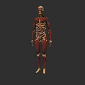 Detailed 3D Game and Film Character Model with Skeletal and Muscular Structure
