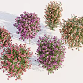 Vibrant Mixed Flowering Bushes With Round Clustered Blooms In Pink Purple And Orange