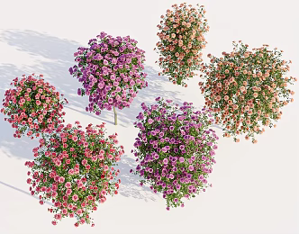 Modern Chinese rose flowering plants 3d model