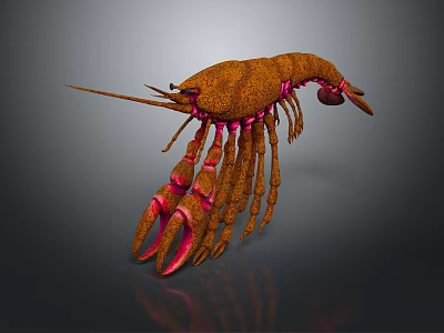 Orange Aquatic Animal Shrimp with Pink Claws and Legs on Dark Background Showing Reflection 3d model