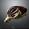 Unique Striped Beetle With Red White And Brown Pattern Isolated On Dark Background