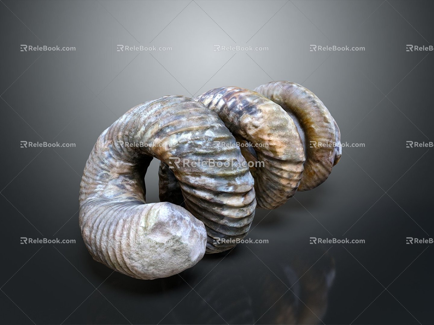 Horns, horns, horns, horns, horns, horns of animals 3d model