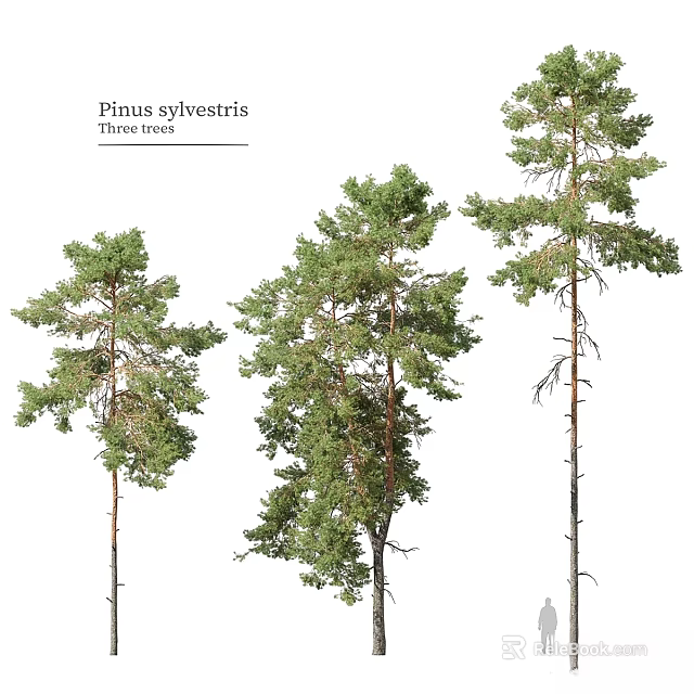 Natural Style Decorative Ornament Set Featuring Pinus sylvestris Three Trees 3d model 