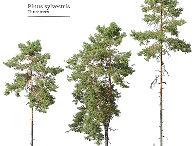 Natural Style Decorative Ornament Set Featuring Pinus sylvestris Three Trees 3d model