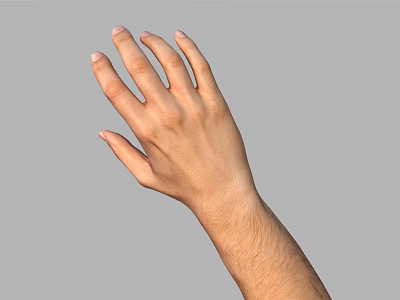 Human Hand and Arm with Palm Up and Fingers Naturally Spread on Gray Background 3d model