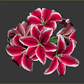 Beautiful Pink Lily Plant With Green Stem And Leaves On Gray Background