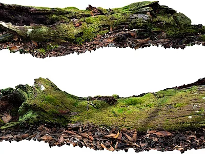 Green Moss Covered Logs With Fallen Leaves In Natural Forest Setting 3d model