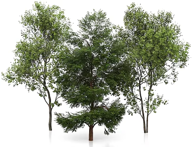 Tall Green Arbor Trees With Lush Foliage And Natural Trunks 3d model