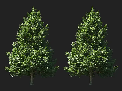 Two Tall Green Trees With Lush Foliage Isolated On Black Background 3d model
