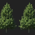 Two Tall Green Trees With Lush Foliage Isolated On Black Background