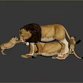 Lion Family Group With Adult Male Female And Playful Cubs On Reflective Surface