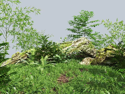 Lush Green Plants With Bamboo Ferns And Mossy Rocks On Grassy Ground 3d model
