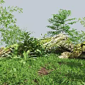 Lush Green Plants With Bamboo Ferns And Mossy Rocks On Grassy Ground