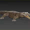 Crocodile With Open Mouth In Natural Habitat With Grassland And Trees