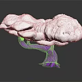 Unique Artistic Tree With Purple Trunk And White Cloud Like Top Structure