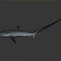 Detailed 3D Rendered Blue Shark With Long Tail Isolated On Gray Background