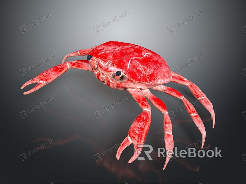 crab sea crab river crab hairy crab bread crab hermit crab big crab small crab marine animal fish model