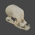 Detailed Anatomical Animal Skull Structure With Visible Teeth And Bone Features