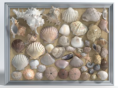 Unique Framed Natural Wall Decor With Various Seashells On Sand Background 3d model