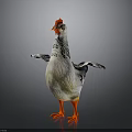 White and Gray Chicken With Orange Comb Outstretched Wings And Orange Feet On Gray Background