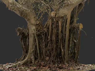 Detailed Plant Drawing of Thick Tree Trunks Intricate Roots and Scattered Fallen Leaves 3d model