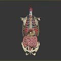 Medical Device Human Skeleton With Internal Organs Anatomical Model For Medical Education