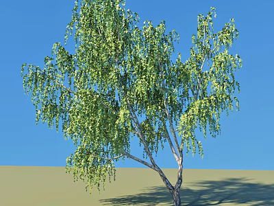 Tall Green Arbor With Lush Drooping Leaves And Slender Trunk Under Blue Sky 3d model