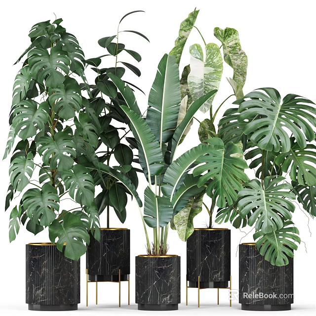 Potted Green Plants With Monstera Banana Leaf In Black Marble Planters For Indoor Decorative Foliage 3d model 