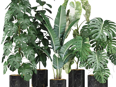 Potted Green Plants With Monstera Banana Leaf In Black Marble Planters For Indoor Decorative Foliage 3d model