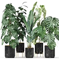 Potted Green Plants With Monstera Banana Leaf In Black Marble Planters For Indoor Decorative Foliage