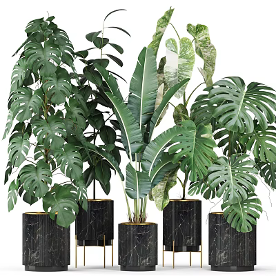 Potted Green Plants With Monstera Banana Leaf In Black Marble Planters For Indoor Decorative Foliage 3d model
